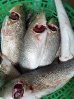 Cửa hàng bán các loại hải sản tươi sống ngon giá rẻ tại tphcm